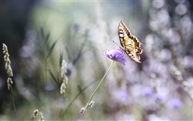 Schmetterling, lila Blume, Bokeh, Sommer HD Hintergrundbilder
