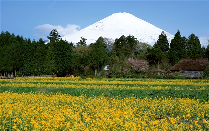 Canola Blumen Feld, Bäume, Mount Fuji, Japan Hintergrundbilder Bilder