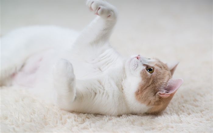 Cat spielen, Pfoten, Teppich Hintergrundbilder Bilder
