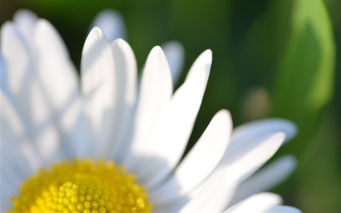Kamillenblüten  weißen Blüten Makro-Fotografie Hintergrundbilder Bilder