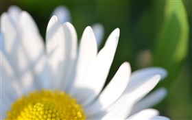 Kamillenblüten  weißen Blüten Makro-Fotografie HD Hintergrundbilder