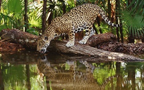 Cheetah Getränk HD Hintergrundbilder