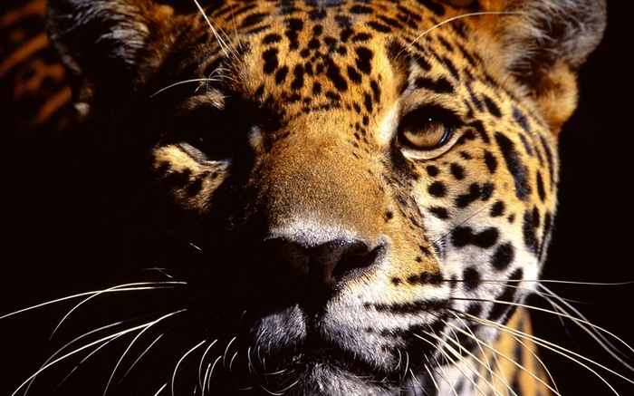 Cheetah Gesicht Nahaufnahmen Hintergrundbilder Bilder