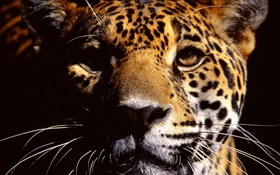 Cheetah Gesicht Nahaufnahmen HD Hintergrundbilder
