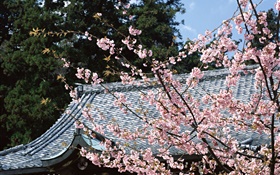 Kirschblüte, Park, Tokyo, Japan HD Hintergrundbilder