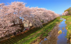 Kirschblumen , Blüte, Kanal, Haus, Frühling HD Hintergrundbilder