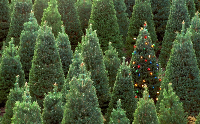 Weihnachtsbäume , Lichter Hintergrundbilder Bilder