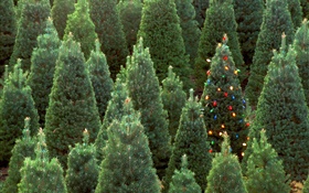 Weihnachtsbäume , Lichter HD Hintergrundbilder