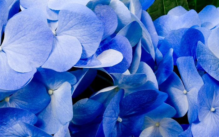 Close-up der blauen Hortensie Hintergrundbilder Bilder