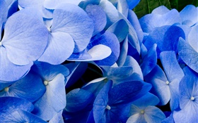 Close-up der blauen Hortensie