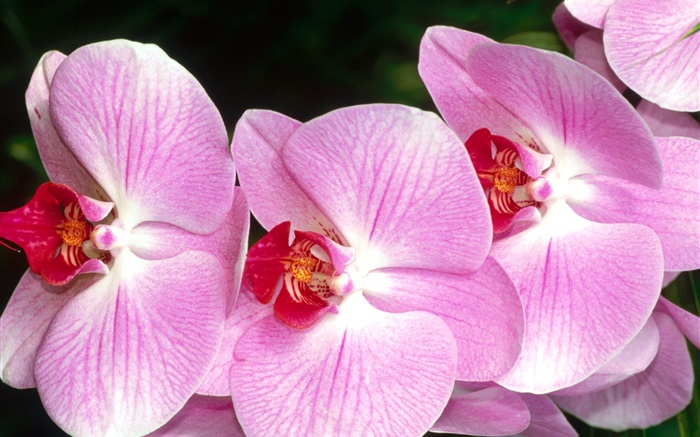 Nahaufnahme der Schmetterling Orchideen, rosa Blüten Hintergrundbilder Bilder