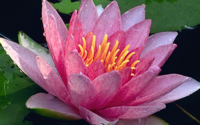 Nahaufnahme von Lotus, rosa Blütenblätter , Wassertropfen , nach dem regen Hintergrundbilder Bilder