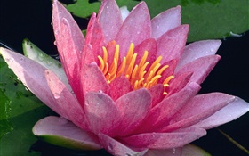Nahaufnahme von Lotus, rosa Blütenblätter , Wassertropfen , nach dem regen HD Hintergrundbilder