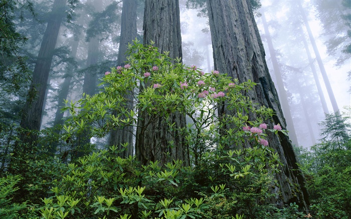 Redwoodbaum, Rhododendron, Redwood National Park, Kalifornien, USA Hintergrundbilder Bilder