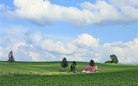 Land, Felder, Sommer, Hokkaido, Japan HD Hintergrundbilder