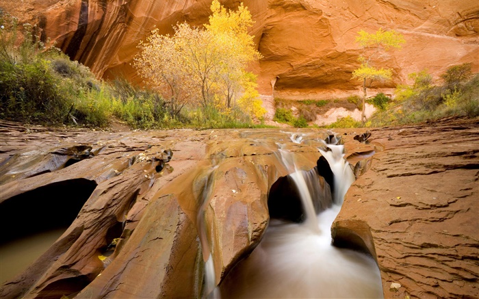 Coyote Gulch, Pappeln, Bäume, Bach, Herbst, Utah, USA Hintergrundbilder Bilder