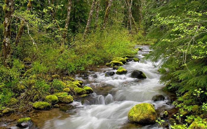 Creek im Wald Hintergrundbilder Bilder