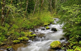 Creek im Wald HD Hintergrundbilder