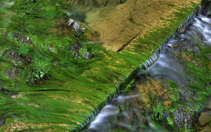 Creek, Moos, Wasser Hintergrundbilder Bilder