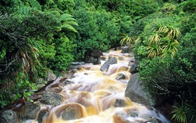Creek, Steine, Strauch, grün HD Hintergrundbilder