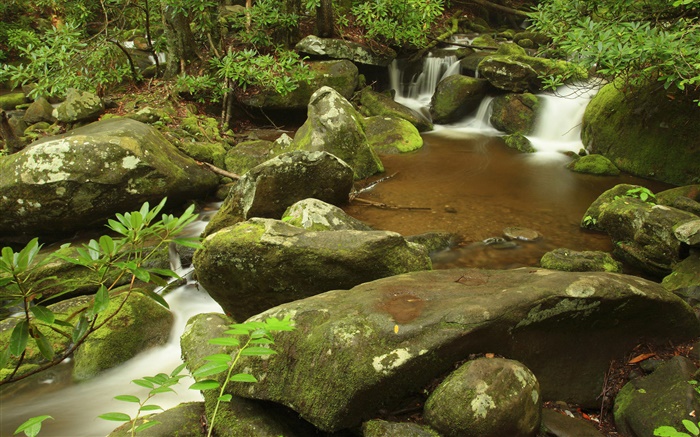 Creek, Sommer, Great Smoky Mountains Nationalpark , Tennessee, USA Hintergrundbilder Bilder