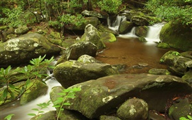 Creek, Sommer, Great Smoky Mountains Nationalpark , Tennessee, USA HD Hintergrundbilder