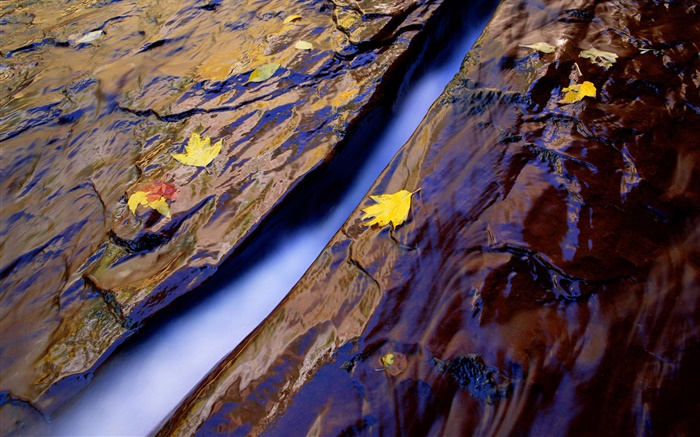 Creek, Wasser, Felsen, gelbe Blätter Hintergrundbilder Bilder