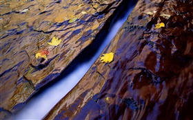 Creek, Wasser, Felsen, gelbe Blätter