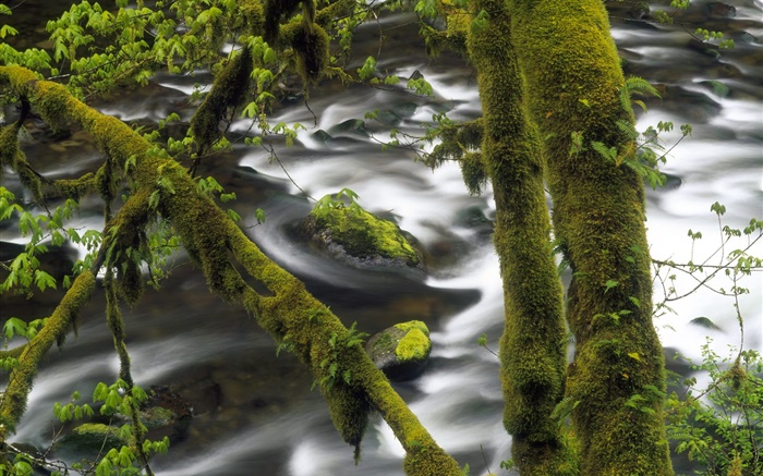 Creek, Wasser, Baum, grünes Moos Hintergrundbilder Bilder