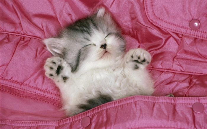 Nettes Kätzchen schlafen im Bett Hintergrundbilder Bilder