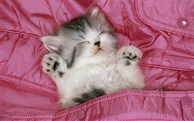 Nettes Kätzchen schlafen im Bett HD Hintergrundbilder