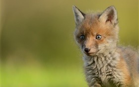 Netter kleiner Fuchs, Bokeh HD Hintergrundbilder