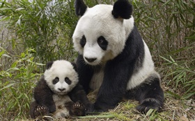 Netter Panda, Mutter und Jungtier HD Hintergrundbilder