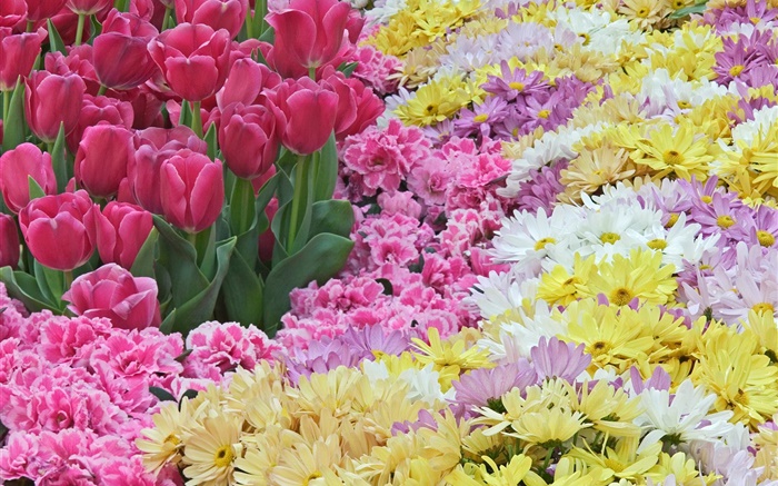 Gänseblümchen und Blumen Tulpe Hintergrundbilder Bilder