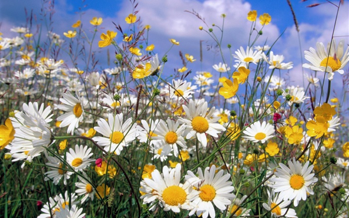 Daisy Blumen, weißen Blüten, blauer Himmel Hintergrundbilder Bilder