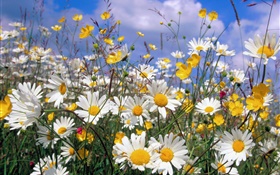 Daisy Blumen, weißen Blüten, blauer Himmel HD Hintergrundbilder