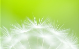 Dandelion Blumen close-up, grünen Hintergrund HD Hintergrundbilder