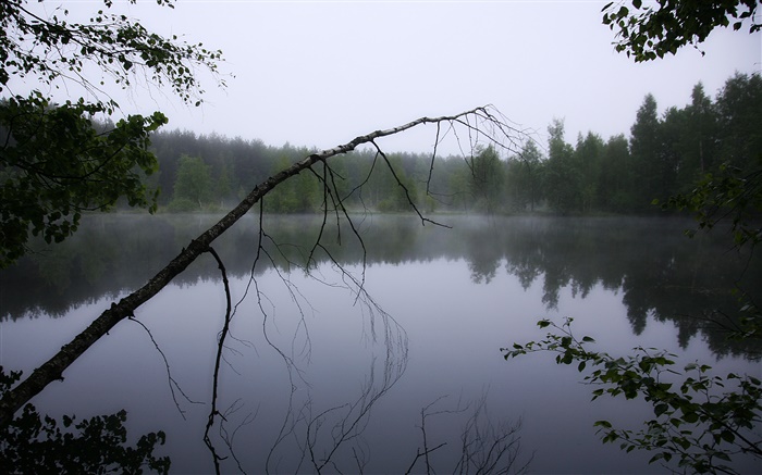 Morgendämmerung , Teich, Wald, Bäume, Nebel Hintergrundbilder Bilder