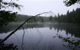Morgendämmerung , Teich, Wald, Bäume, Nebel HD Hintergrundbilder