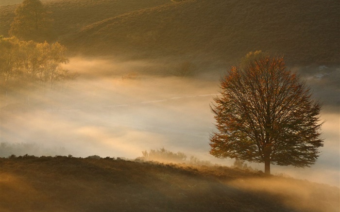Morgendämmerung , Baum, Gras, Nebel Hintergrundbilder Bilder