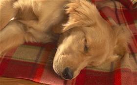 Hunde schlafen HD Hintergrundbilder