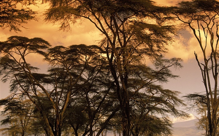 Abenddämmerung  Landschaft, Bäume Hintergrundbilder Bilder