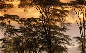 Abenddämmerung  Landschaft, Bäume HD Hintergrundbilder
