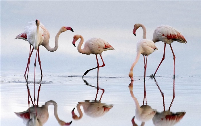 Fünf Flamingos, See, Reflexion Hintergrundbilder Bilder