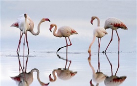 Fünf Flamingos, See, Reflexion