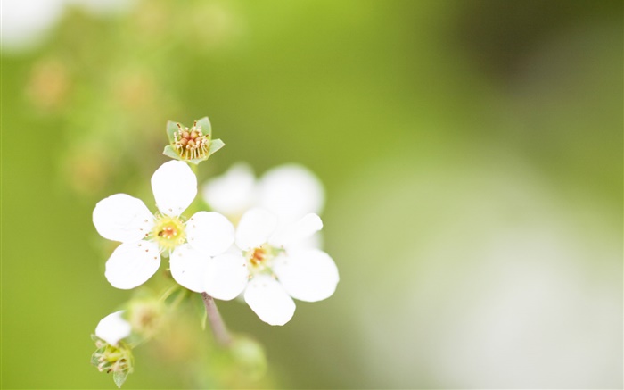 Fünf Blütenblätter , weiße Blüten, Bokeh Hintergrundbilder Bilder