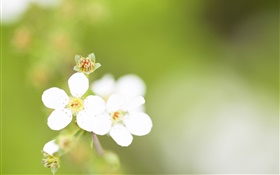 Fünf Blütenblätter , weiße Blüten, Bokeh HD Hintergrundbilder