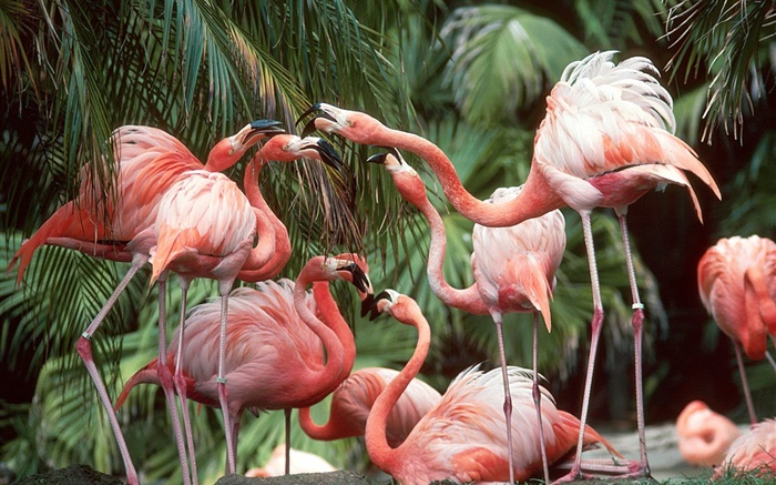 Flamingo close-up, Vögel Hintergrundbilder Bilder