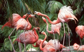 Flamingo close-up, Vögel HD Hintergrundbilder