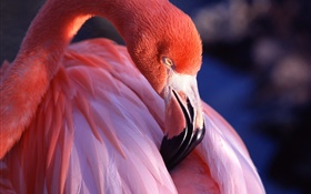 Flamingo Kopf und Federn Nahaufnahme